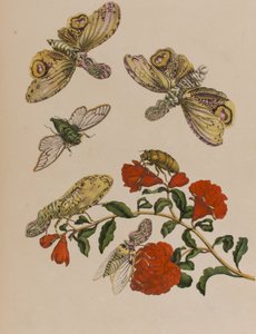 Ilustracja z 
