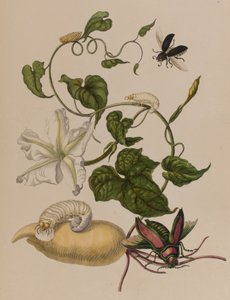 Ilustracja z 