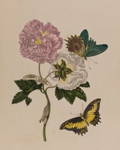 Ilustracja z 