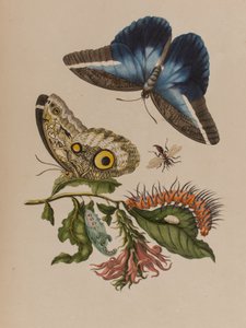 Ilustracja z 