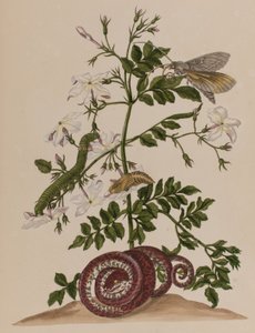 Ilustracja z 