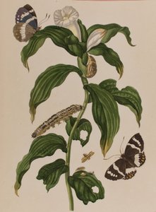 Ilustracja z 