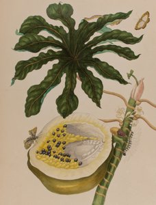 Ilustracja z 