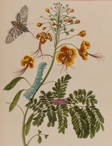 Ilustracja z 