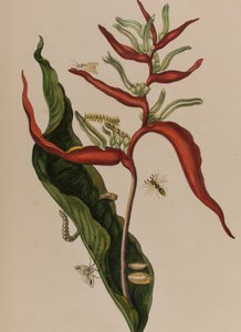 Ilustracja z 