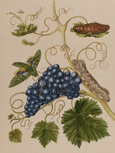 Ilustracja z 