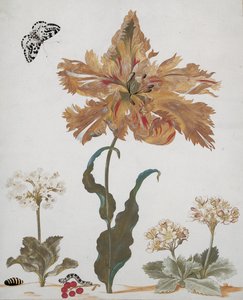 Tulipan papugi, Auriculas, czerwone porzeczki, z ćmą sroką, jej gąsienicą i poczwarką, ok. 1670 autorstwa Maria Sibylla Merian