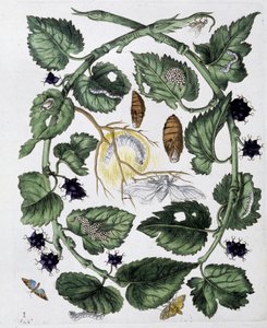 Motyle i poczwarka - dess. Maria Sibylla Merian b.d. koniec XVIII wieku autorstwa Maria Sibylla Merian