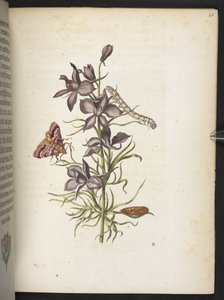 "Cudowna metamorfoza gąsienic i dziwny pokarm kwiatowy..." autorstwa Maria Sibylla Merian