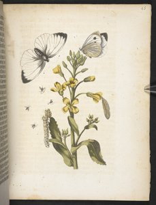 "Cudowna metamorfoza gąsienic i dziwny pokarm kwiatowy..." autorstwa Maria Sibylla Merian