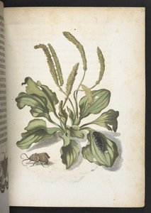 "Cudowna metamorfoza gąsienic i dziwny pokarm kwiatowy..." autorstwa Maria Sibylla Merian