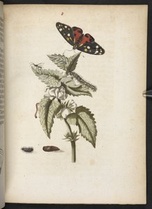"Cudowna metamorfoza gąsienic i dziwny pokarm kwiatowy..." autorstwa Maria Sibylla Merian