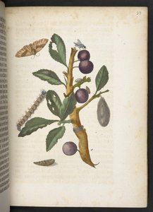 "Cudowna metamorfoza gąsienic i dziwny pokarm kwiatowy..." autorstwa Maria Sibylla Merian
