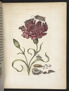 "Cudowna metamorfoza gąsienic i dziwny pokarm kwiatowy..." autorstwa Maria Sibylla Merian