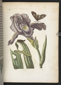 "Cudowna metamorfoza gąsienic i dziwny pokarm kwiatowy..." autorstwa Maria Sibylla Merian