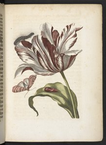 "Cudowna metamorfoza gąsienic i dziwny pokarm kwiatowy..." autorstwa Maria Sibylla Merian