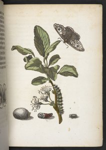 "Cudowna metamorfoza gąsienic i dziwny pokarm kwiatowy..." autorstwa Maria Sibylla Merian