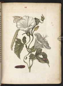 "Cudowna metamorfoza gąsienic i dziwny pokarm kwiatowy..." autorstwa Maria Sibylla Merian