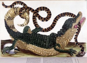 Walka krokodyla z wężem - w „Ogólnej historii owadów Surinamu i całej Europy” Maria Sibylla de Merian, Paryż autorstwa Maria Sibylla Merian