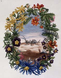 Fourmi - autorstwa Marii Sibylli Merian autorstwa Maria Sibylla Merian