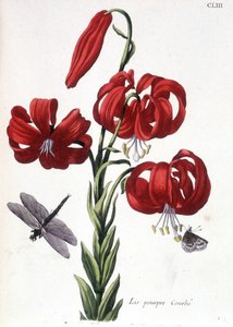Lys (lilia) fioletowa Zakrzywiona - w „Ogólnej historii owadów Surinamu i całej Europy” autorstwa Marii Sibylli de Merian, wyd. Desnos, Paryż autorstwa Maria Sibylla Merian