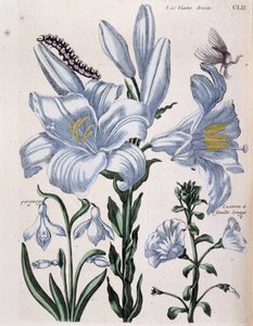 Lys (lis) biała prawa i długa krawędź - w „Ogólnej historii owadów Surinamu i całej Europy” Marii Sibylli de Merian, wyd. Desnos, Paryż autorstwa Maria Sibylla Merian