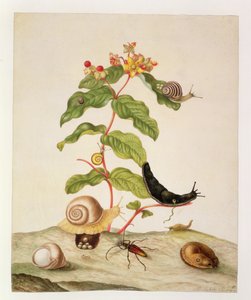 No.1146c Hypericum Baxiforum with snails and a beetle, 1695 poli