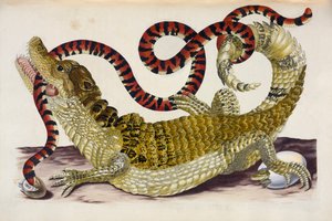 Surinam Caiman chroniący swoje pisklęta przed koralowym wężem autorstwa Maria Sibylla Merian