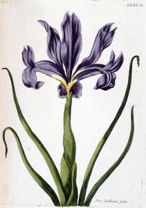 Nieznany obraz autorstwa Maria Sibylla Merian
