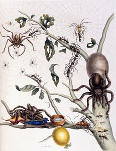 Różne pajęczaki z Ameryki Południowej, 1726 autorstwa Maria Sibylla Merian