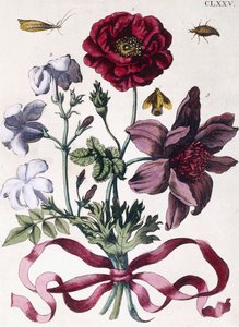 Różne europejskie owady i kwiaty autorstwa Maria Sibylla Merian