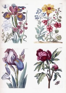 Różne europejskie owady i kwiaty autorstwa Maria Sibylla Merian