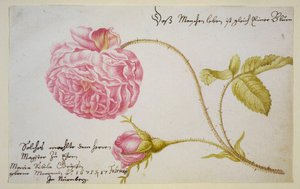 Arkusz albumu z różą, 1675
