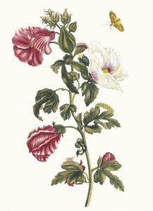 Althei. Z Księgi Metamorphosis insectorum Surinamensium, 1705.