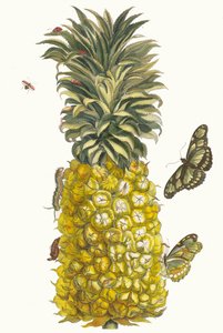 Ananas mruknął. Z Księgi Metamorphosis insectorum Surinamensium, 1705.
