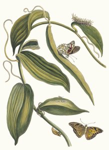 Banille. Z Księgi Metamorphosis insectorum Surinamensium, 1705. autorstwa Maria Sibylla Merian