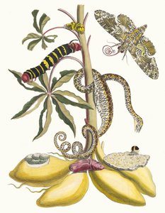 Cassave. Z Księgi Metamorphosis insectorum Surinamensium, 1705. autorstwa Maria Sibylla Merian