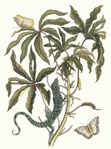 Cassave. Z Księgi Metamorphosis insectorum Surinamensium, 1705. autorstwa Maria Sibylla Merian