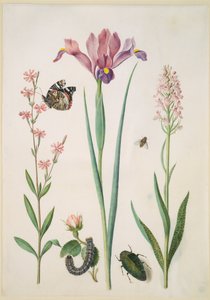 Lepnica z admirałem, róża z niedźwiedziówką, irys, bzyg, bogatek i orchidea autorstwa Maria Sibylla Merian