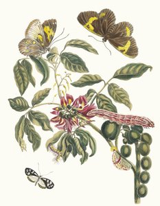 Coronilla Americana Arborescens. Z Księgi Metamorfoza owadów surinamskich, 1705. autorstwa Maria Sibylla Merian