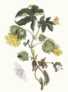 Kotonier. Z Księgi Metamorphosis insectorum Surinamensium, 1705. autorstwa Maria Sibylla Merian
