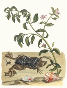 Cresson. Z Księgi Metamorphosis insectorum Surinamensium, 1705. autorstwa Maria Sibylla Merian