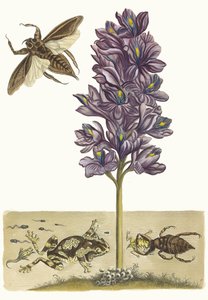 Gruboszki Eichhornia. Z Księgi Metamorphosis insectorum Surinamensium, 1705. autorstwa Maria Sibylla Merian