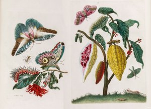 Z Księgi Metamorphosis insectorum Surinamensium, 1705.