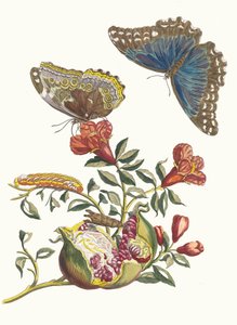 Grenadier. Z Księgi Metamorphosis insectorum Surinamensium, 1705. autorstwa Maria Sibylla Merian
