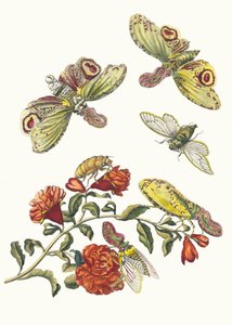 Grenadier. Z Księgi Metamorphosis insectorum Surinamensium, 1705. autorstwa Maria Sibylla Merian