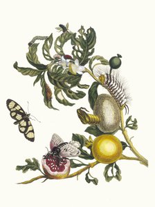 Guajaves. Z Księgi Metamorphosis insectorum Surinamensium, 1705. autorstwa Maria Sibylla Merian