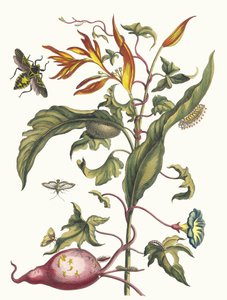 Ipomoea batatas i Heliconia psittacum. Z Księgi Metamorphosis insectorum..., 1705. autorstwa Maria Sibylla Merian