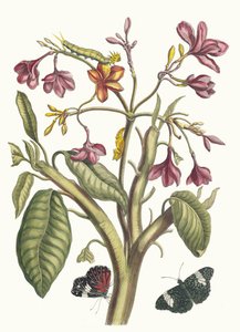 Jasmin des Indes. Z Księgi Metamorphosis insectorum Surinamensium, 1705. autorstwa Maria Sibylla Merian