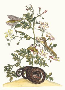 Jaśmin wielkokwiatowy. Z Księgi Metamorphosis insectorum Surinamensium, 1705. autorstwa Maria Sibylla Merian